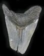 Bargain Megalodon Tooth - Feeding Damage #24445-1